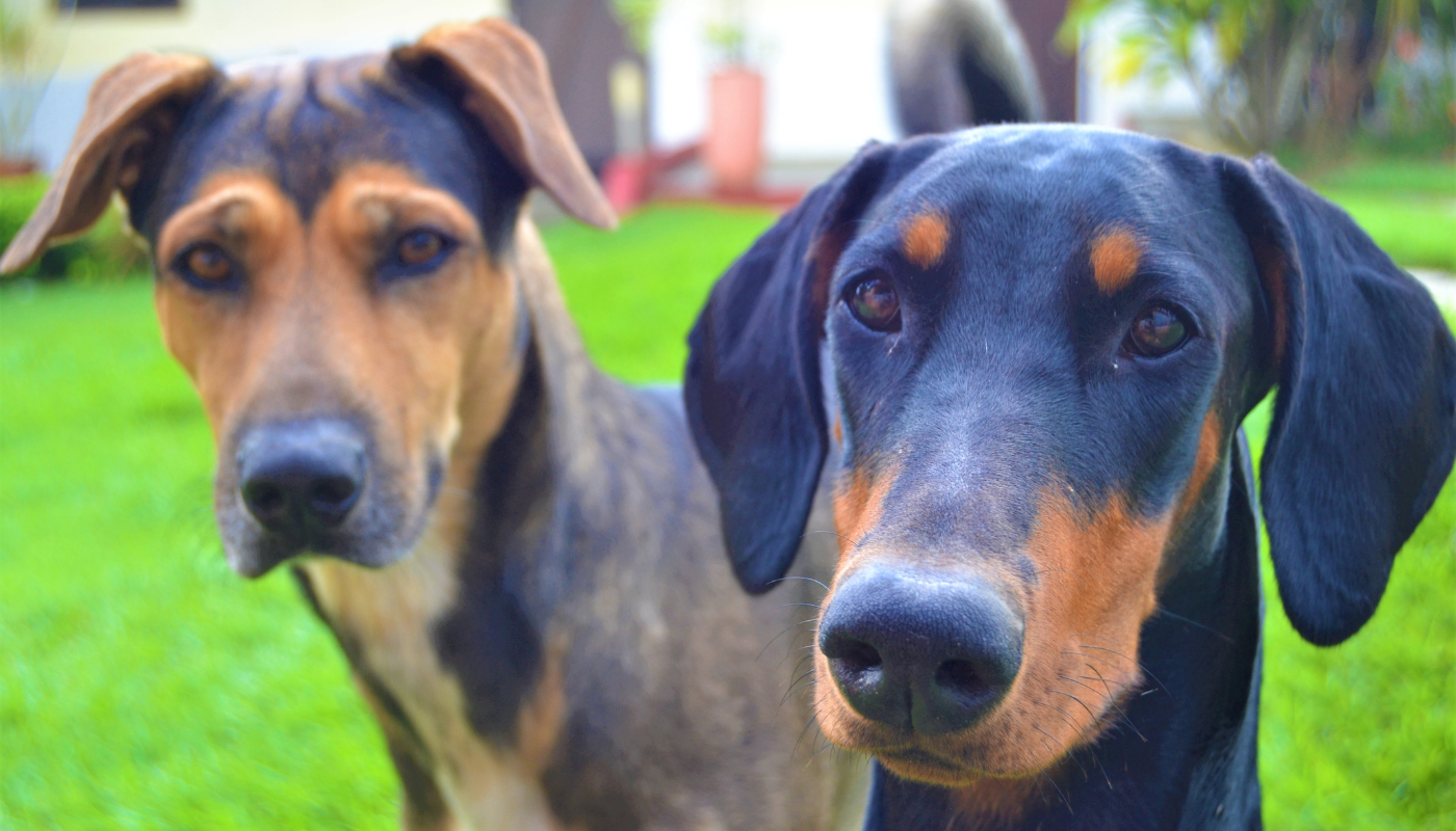 Leslieville Dog Walkers