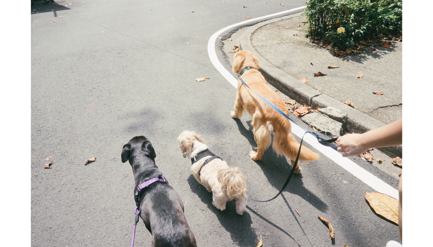 3 Dogs Walking