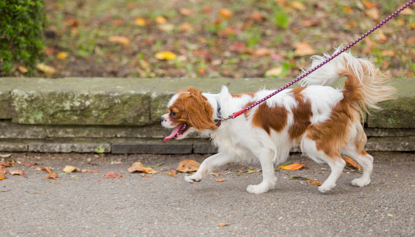 Cavalier Walking