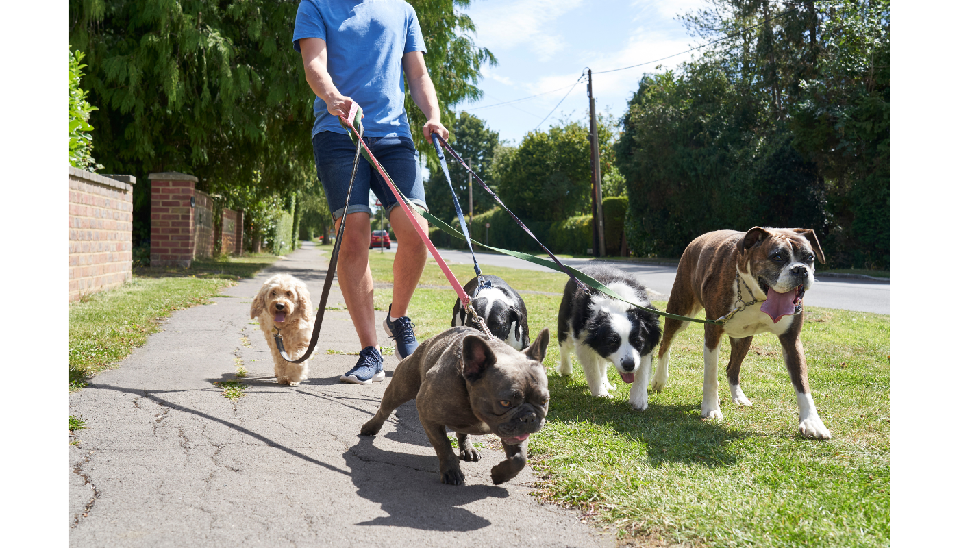 Pet FIrst Aid Certified Dog Walker