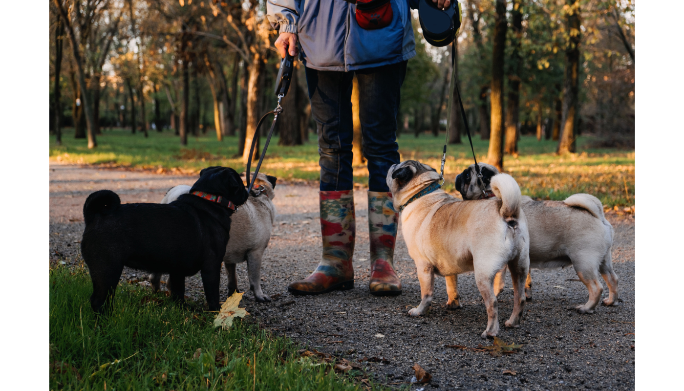 Contact Riverdale Dog Walker