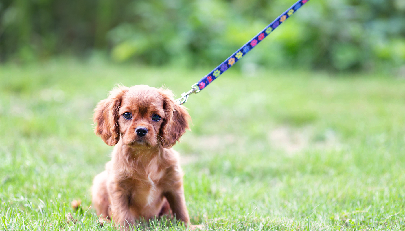 Riverdale Dog Walker Puppy Walks