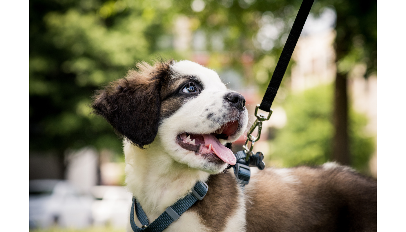 Puppy Walking in Toronto