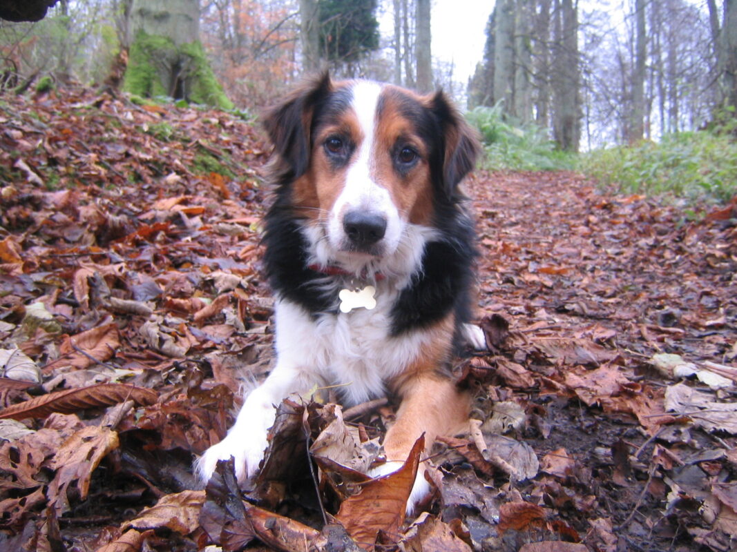 Riverside Dog Walker